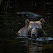 Grizzly Swimmer Poster