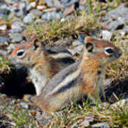 Ground Squirrels At Molas Pass Poster