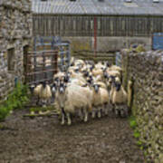 Yorkshire Sheep On Farm Poster