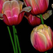 Grouping Ofpink And Yellow Tulips Poster