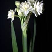 Grow Tiny Paperwhites Narcissus Photograph By Delynn Addams Poster