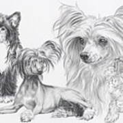 The Chinese Crested And Powderpuff Poster