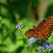 Gulf Fritillary Butterfly Poster