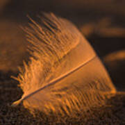 Gull Feather At Sunset Poster