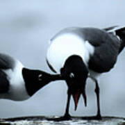 Gull Pecked Poster