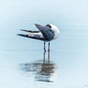 Gull Reflection Poster