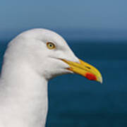 Gull Poster