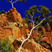 Gum Tree At Cliffs' Edge Poster