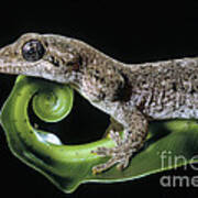 Guppys Gecko Poster
