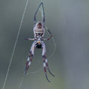 Australian Spider Poster