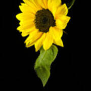 Hanging Sunflower Poster