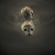 Harbor Seal V Bw Sq Toned Poster