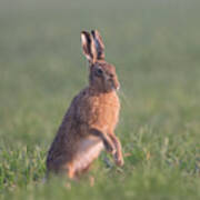 Hare At Dawn Poster