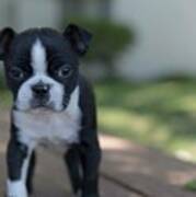 Harley As A Puppy Poster