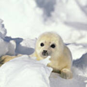 Harp Seal Phoca Groenlandicus Pup, Gulf Poster