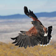 Harris's Hawk Poster