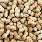 Harvested Spanish Peanuts Poster