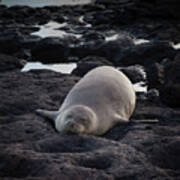 Hawaiian Monk Seal Poster