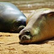 Hawaiian Monk Seals Poster