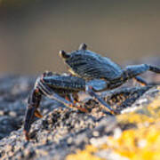 Hawaiian Rock Crab Poster