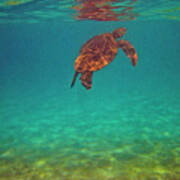 Hawaiian Sea Turtle - Floating Poster