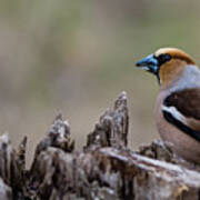 Hawfinch Perching Poster