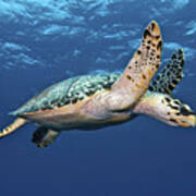 Hawksbill Sea Turtle In Mid-water Poster