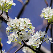 Hawthorne Blossoms Poster