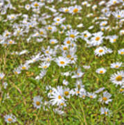 Hdr Desert Wildflowers Poster