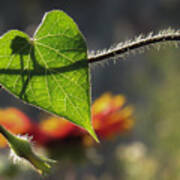 Heart Leaf 1 Poster