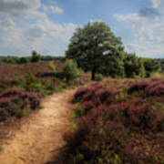 Heath Landscape With Purple Heather Flowers Poster