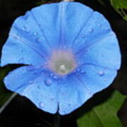 Heavenly Blue Morning Glory Poster