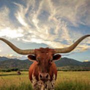 Heber Longhorn Sunset Poster