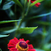 Helenium In Bloom Poster