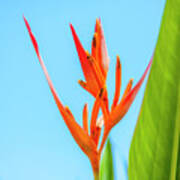 Heliconia Flower Poster