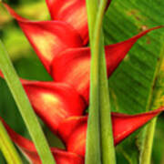 Heliconia Poster