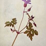 Herb Robert - Wild Geranium 
#flower Poster