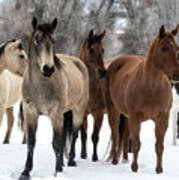 Herd In Winter Poster