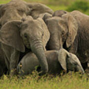 Herd Of Grey Elephants Poster