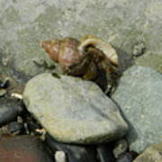 Hermit Crab Walking Poster