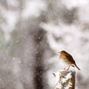 Hermit Thrush On Post In Snow Poster