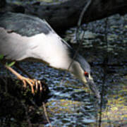 Heron In A Sun Beam Poster