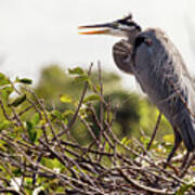 Heron In Its Nest Poster