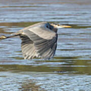 Heron Over The River Poster
