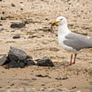 Herring Gull On The Beach Poster