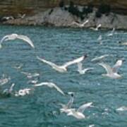 Herring Gulls At Pictured Rocks Poster