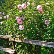 Hibiscus Hedge Poster