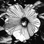Hibiscus In Black And White Poster