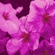 Hibiscus, Pink Poster