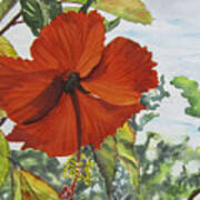 Hibiscus St Thomas Poster